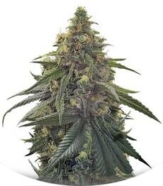 Desert Diesel fem (Humboldt Seeds)