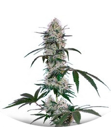 Tangelo Rapido Auto fem (Barney's Farm)