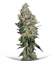 NYC Diesel (Ice Cool) fem (Sweet Seeds)