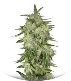 Lemon OG Haze Automatic fem (Nirvana Seeds)