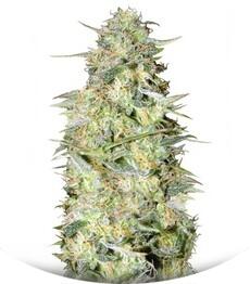 Auto Loveryder fem (Bulk Seed Bank)