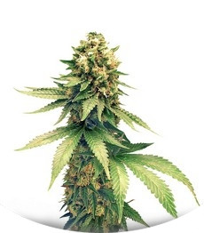 Swiss Cheese regular (Nirvana Seeds)