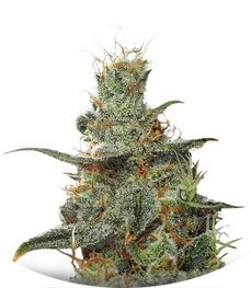 White Castle regular (Nirvana Seeds)