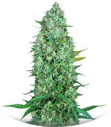 Serious 6 regular (Serious Seeds)