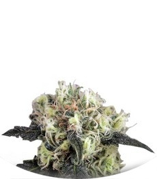 Snow Bud fem (Dutch Passion)