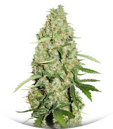 Think Fast fem (Dutch Passion)