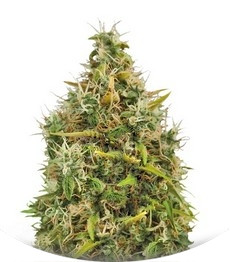 Royal AK Automatic fem (RQS)