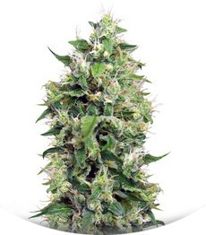 Sweet Amnesia Haze XL Auto (Blow Mind Auto) fem (Sweet Seeds)