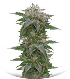 Bubba Kush 2.0 fem (Humboldt Seeds)