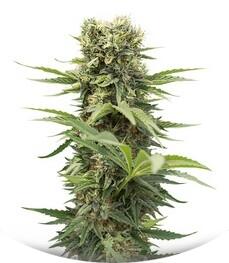 Dedoverde Haze fem (Humboldt Seeds)