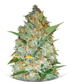 Kali's Mistery fem (Bulk Seed Bank)