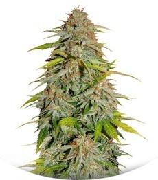 Papa's Candy fem (Eva Seeds)