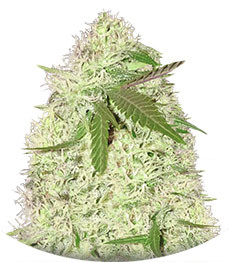 Silver Buddha Haze fem (Sumo Seeds)