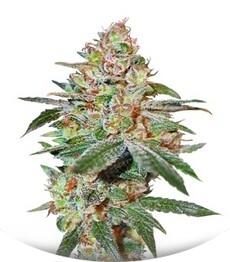 Skunk XXX regular (TH Seeds)