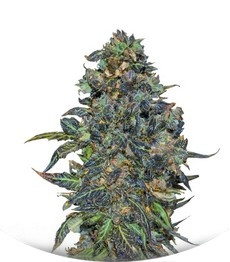 Taison Auto fem (VIP seeds)