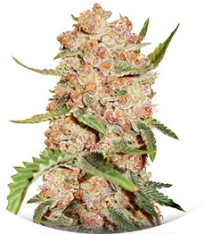 Bubblelicious regular (Nirvana Seeds)