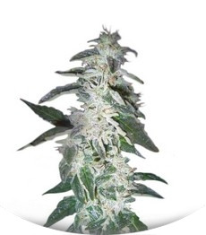 Alaskan Ice fem (GHS)