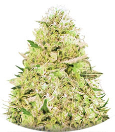 Auto Seemango (Auto Somango) fem (Victory Seeds)