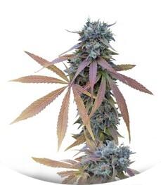 Blue Kush Autoflowering fem (Dinafem Seeds)