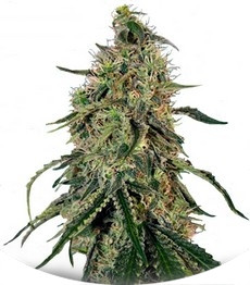 Grape Ape fem (Barney's Farm)