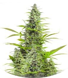 Sour Diesel Autoflowering fem (Dinafem Seeds)