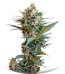 Big Devil XL Auto fem (Sweet Seeds)