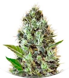 Auto Sunmango fem (Bulk Seed Bank)