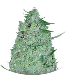 White Widow Original Auto fem (Sumo Seeds)