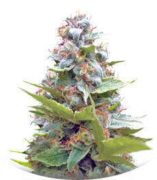 Blueberry fem (Sumo Seeds)