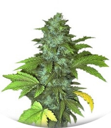 Lowryder #1 auto fem (Joint Doctor)