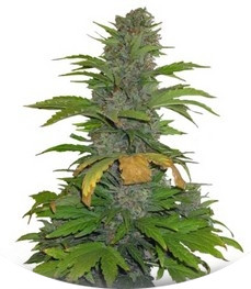 Speed Devil #2 Auto fem (Sweet Seeds)