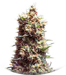 Tropicana Cookies Auto fem (Cali Buds Seeds)