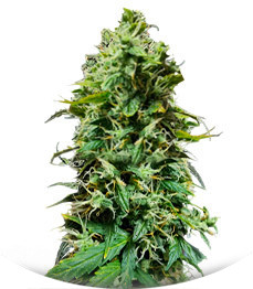 Auto Gorilla fem (00 Seeds)