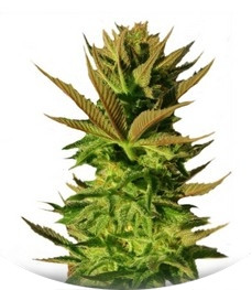 B. Lee Auto (Kickass Auto) fem (Kannabia Seeds)