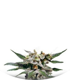 Citrus fem (Kannabia Seeds)