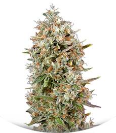 Dinachem fem (Dinafem Seeds)
