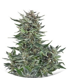 Easy Bud Auto fem (RQS)