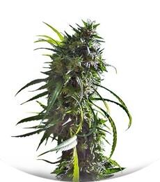 Royal Flush fem (Nirvana Seeds)