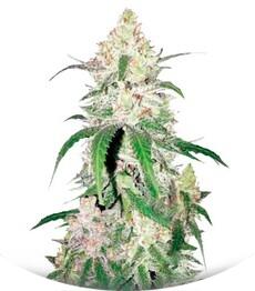Special Lime Haze fem (Bulk Seed Bank)