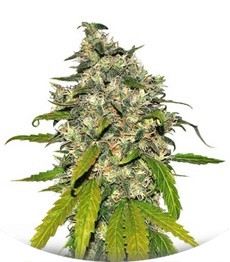 AK-48 Automatic fem (Nirvana Seeds)