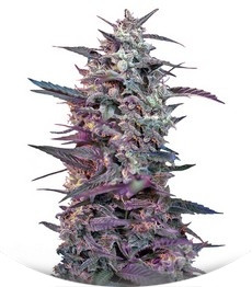 Bloody Skunk Auto fem (Sweet Seeds)