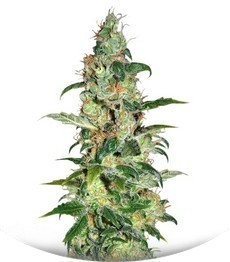 Chronic Haze fem (World of Seeds)