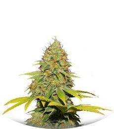 Jack Herer regular (Sensi Seeds)