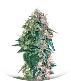 Torpedo fem (VIP seeds)