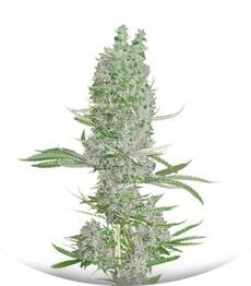 Amnesia XXL Autoflowering fem (Dinafem Seeds)