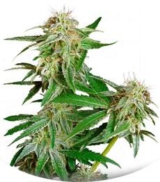 Ladyburn 1974 fem (GHS)