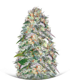 Parmesan fem (Victory Seeds)