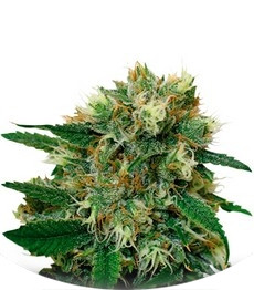 Phatt Fruity fem (Barney's Farm)