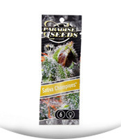 Sativa Champions Pack fem (Paradise Seeds)