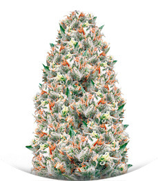 Supreme Lemon fem (Vision Seeds)